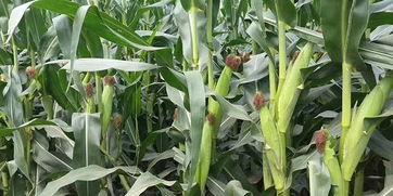 玉米全程高产栽培技术方案