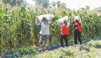一八八团农业生产协调组志愿服务队帮助职工采收玉米