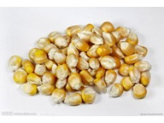 供应河北玉米国家二级标准玉米销售_供应产品_佳思(个体经营)